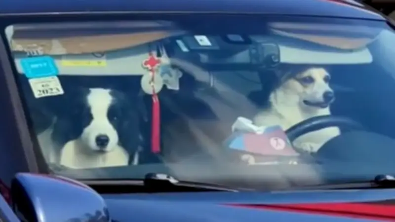 Hunde-Duo übernimmt das Steuer: Lautstarker Protest gegen leere Straßen