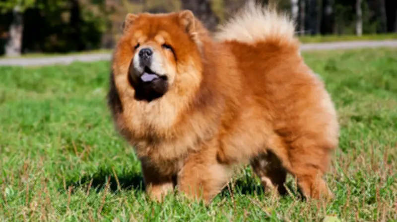 Hunde-Studie zur Intelligenz in der Kritik: Expertin aus Schwerin hält Ergebnisse für nicht belastbar