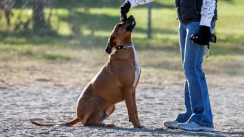 Hundetrainer-Szene im Zwist: Ideologische Grabenkämpfe statt professionellem Dialog