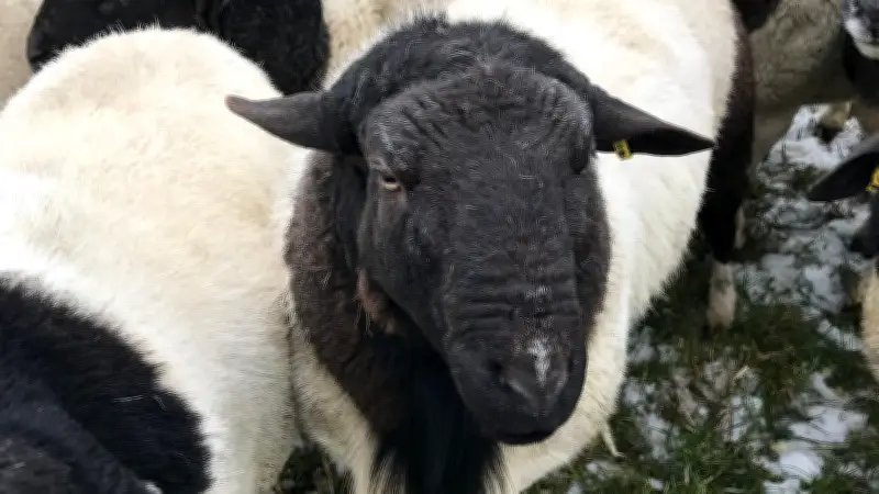 „Ich spiele ein bisschen Gott“ – Susanne Petersen züchtet in Qualitz Europas größte Dorperschaf-Herde