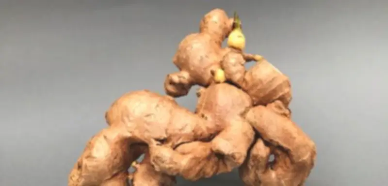 Ingwer: Die vielseitige Heilwurzel mit faszinierender Geschichte und Wirkung