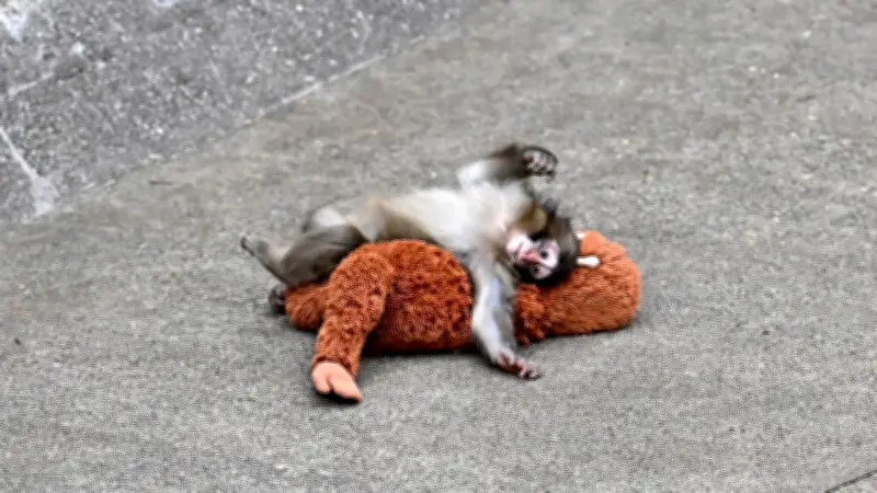 Internationale Schlagzeilen: Das bewegende Schicksal des Kuschel-Äffchens