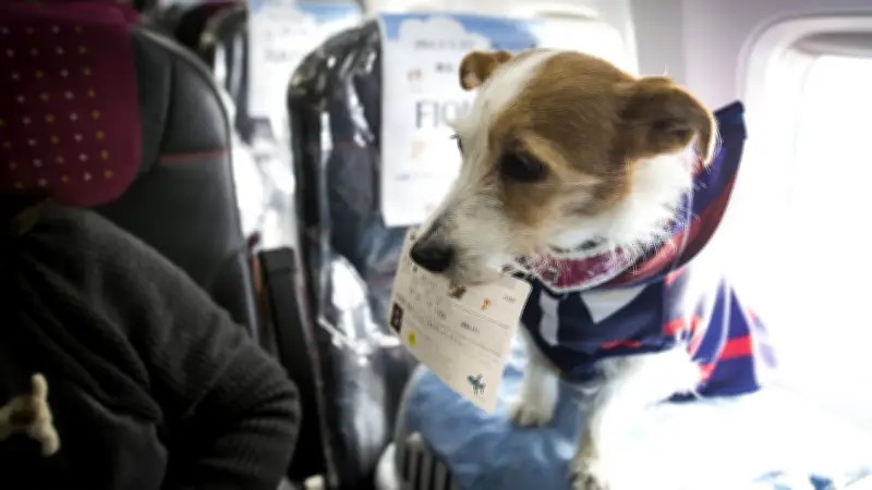 Ita Airways erlaubt erstmals Hunde bis 30 kg in der Kabine – Revolution für Tierbesitzer