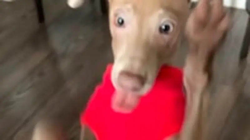 Italienischer Windhund probiert Erdbeere: Unerwartete Reaktion begeistert Internet