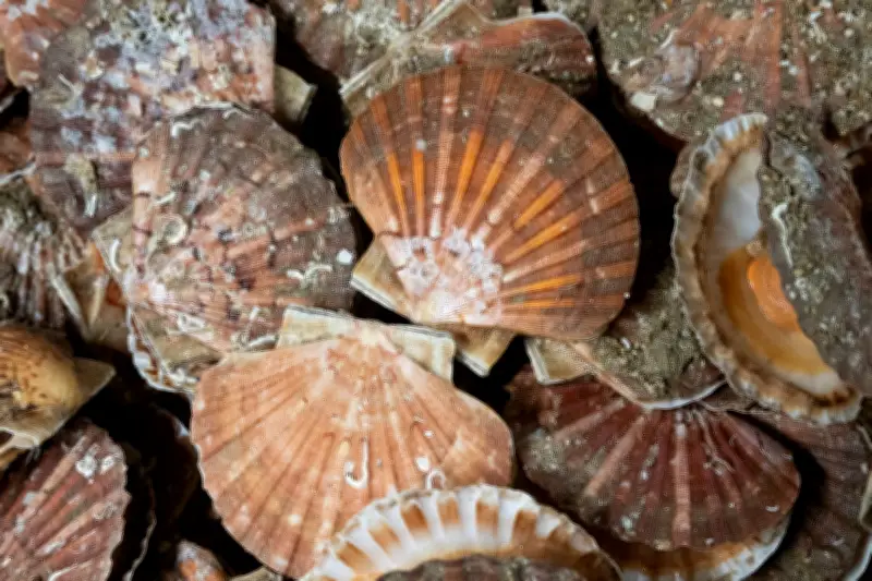 Jakobsmuschel-Küche: Experten verraten Geheimnisse der maritimen Delikatesse