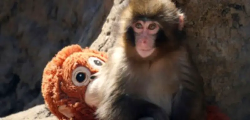 Japanischer Zoo: Affenbaby Punch erobert mit Kuscheltier die Herzen der Welt