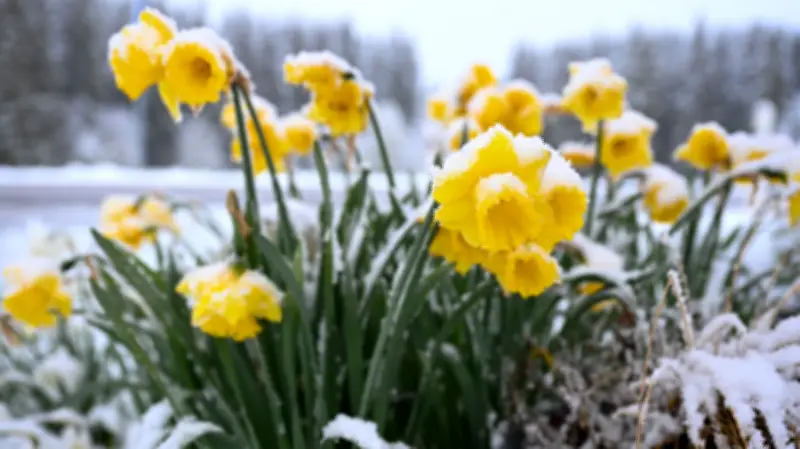 Jetstream im Schlingern: Experten warnen vor eisigen Frühlingsrückschlägen in Sachsen-Anhalt