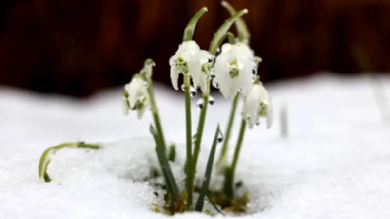 Jetstream sorgt für Kälte: Warum der Frühling in Sachsen-Anhalt verspätet starten könnte