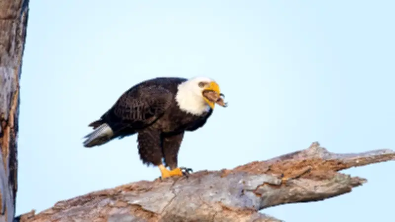 Kannibalismus im Tierreich: Wenn Artgenossen zur Nahrung werden