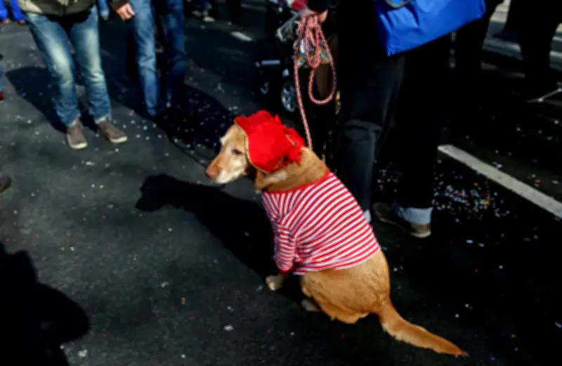 Karneval: Warum Hunde besser zu Hause bleiben sollten