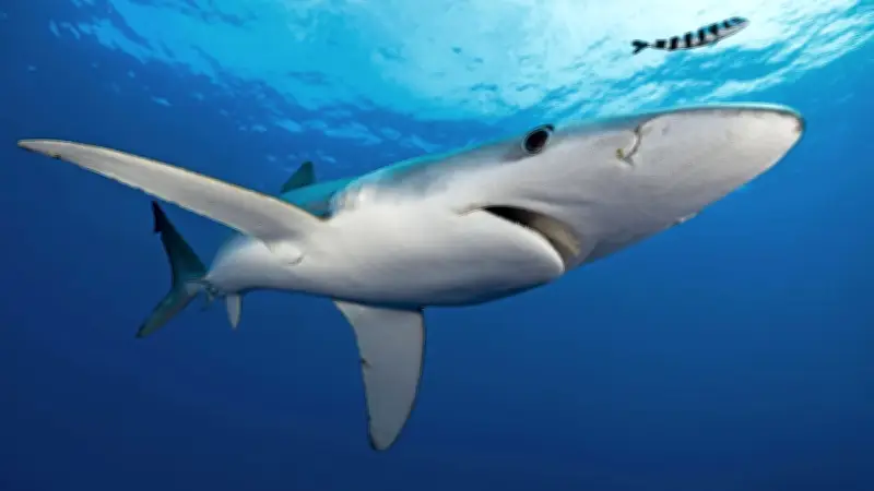 Karte zeigt: Hier gab es 2025 die meisten Hai-Unfälle weltweit