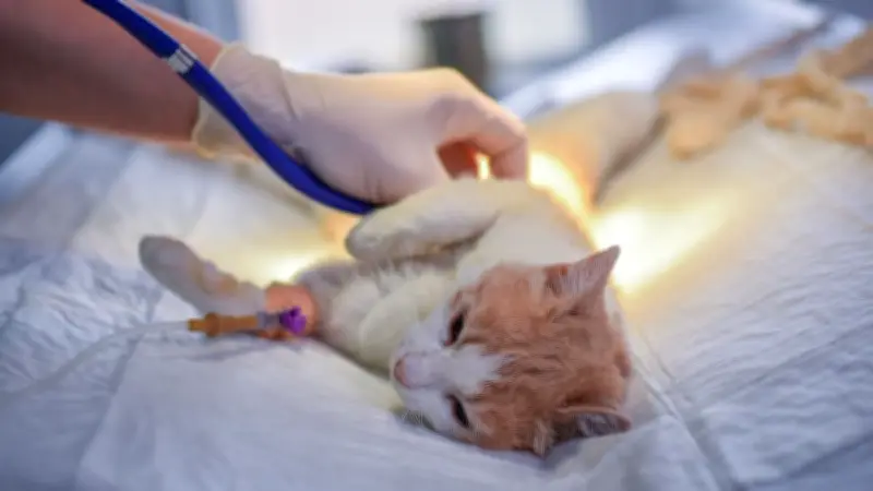 Kastration vs. Sterilisation: Der entscheidende Unterschied für Haustiere