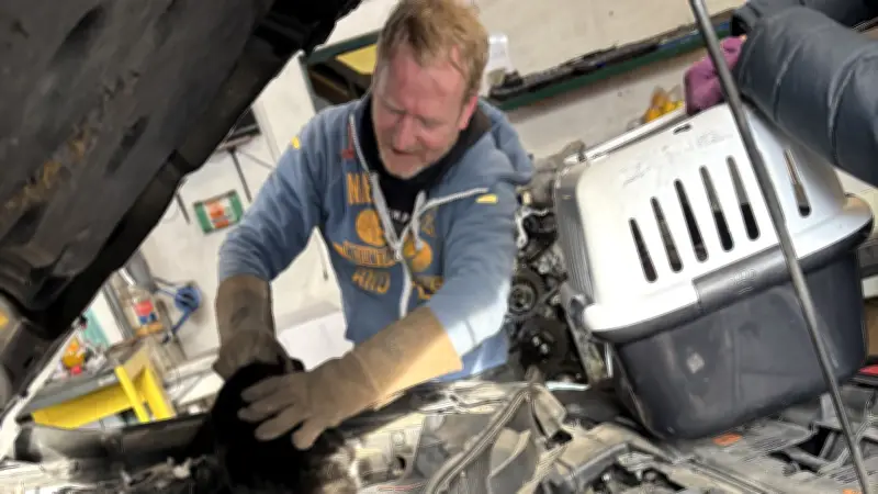 Kater zwei Tage im Auto gefangen: Spektakuläre Rettungsaktion in Plau am See