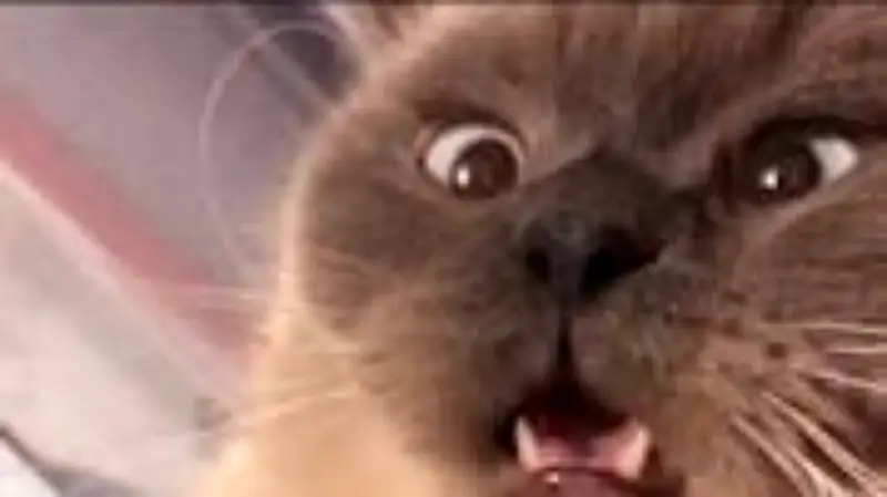 Katze in Schockstarre: Tierischer Gestank lässt Stubentiger erstarren