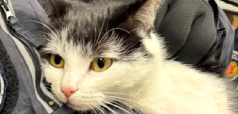 Katze reist allein mit dem Zug nach Bremen: Wiederholungstäterin sorgt für Aufsehen