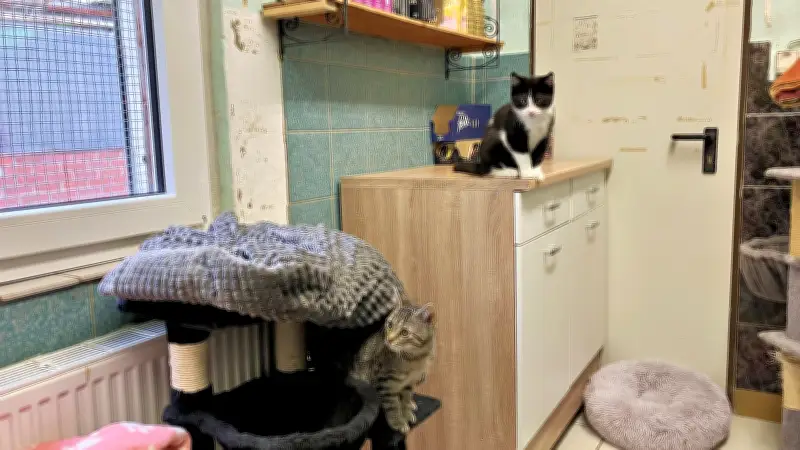 Katzenbaby-Welle überfordert Tierheim Bitterfeld: Kastration als dringende Lösung