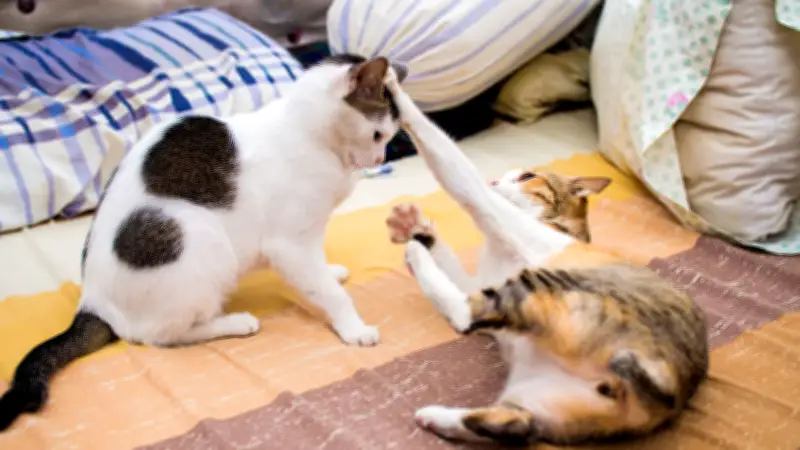 Katzenkriege im Wohnzimmer: Warum friedliche Samtpfoten plötzlich angreifen