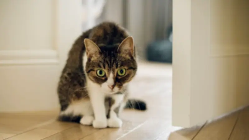 Katzenspiele richtig verstehen: Fangen als Jagdtraining und Bindungsarbeit