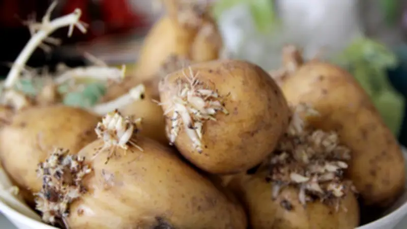 Keimende Kartoffeln: Wann Sprossen gefährlich werden und wie man richtig lagert