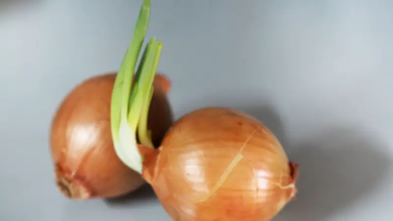 Keimende Zwiebeln: Warum sie nicht in den Müll gehören und wie man sie nutzt