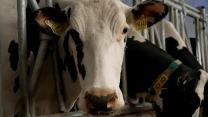 Klimaschutz in der Landwirtschaft: Methan-Messungen bei Kühen in Kleve