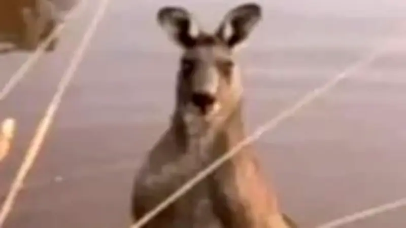 Känguru-Attacke in Australien: Rentner bei Rettungsversuch seines Hundes schwer verletzt