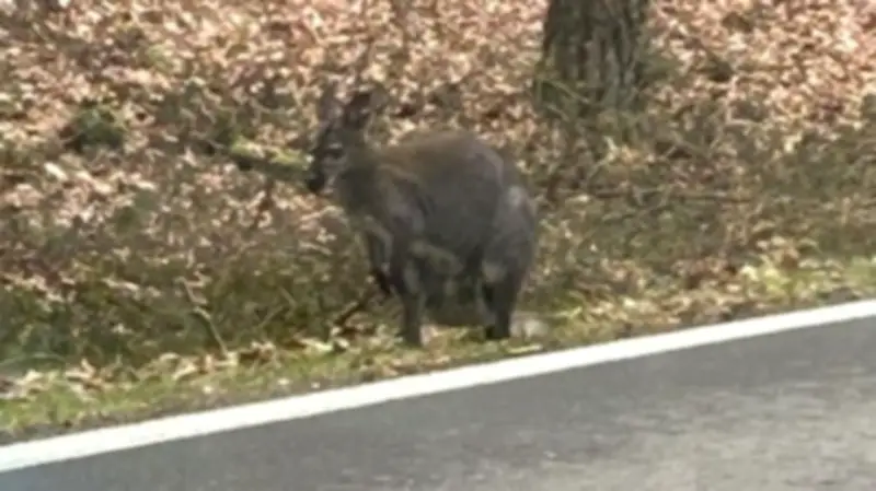 Känguru auf der Flucht: Polizei jagt ausgebrochenes Beuteltier in Rheinland-Pfalz