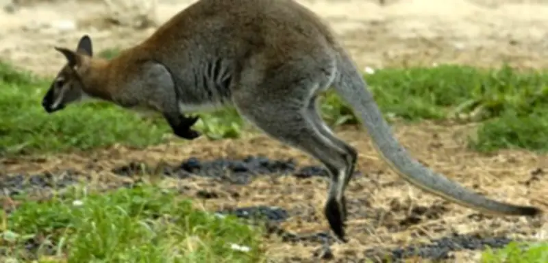 Känguru-Chili in Erlanger Mensa: Exotisches Gericht erfreut sich großer Beliebtheit