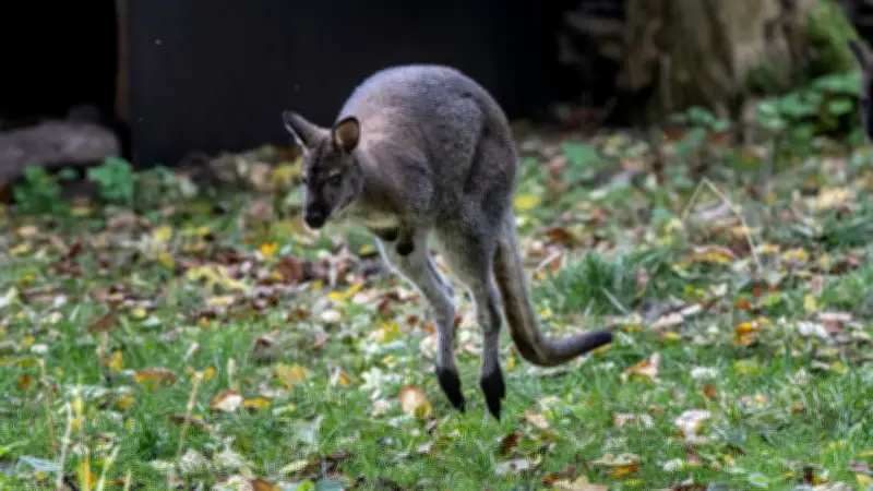 Känguru trotzt Betäubungspfeil: Behörden in der Pfalz suchen weiter nach flüchtigem Beuteltier