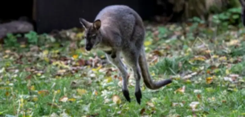Kängurus auf der Flucht in Rheinland-Pfalz: Polizei sucht nach Ausreißern