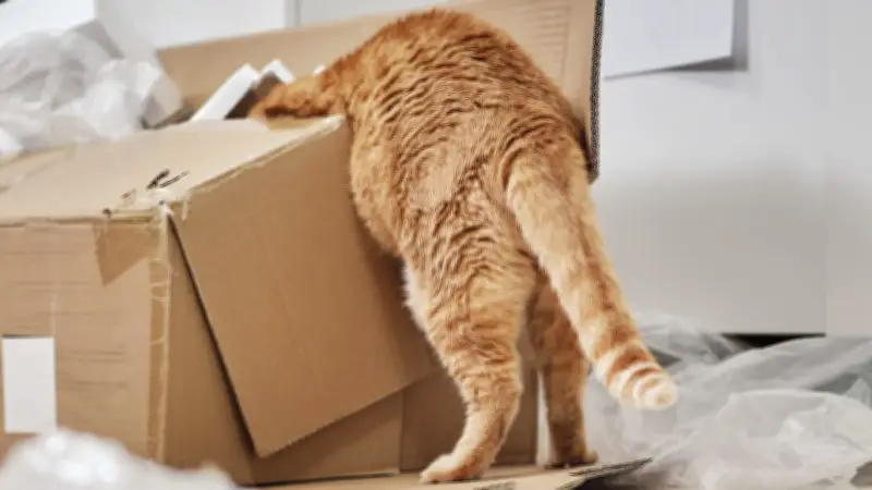 Knoblauchzehen-Fell bei Katzen: Trend oder Täuschung? Die Theorien im Überblick