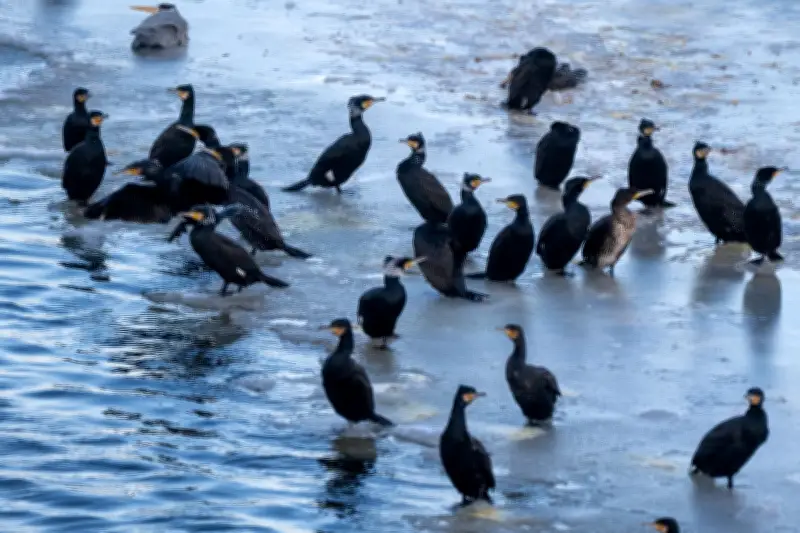 Kormoran pickt an Notaufnahme: Experte schließt gezielte Hilfesuche aus