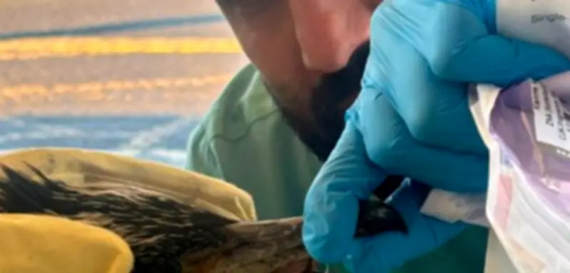 Kormoran sucht Hilfe in Bremer Notaufnahme: Ein ungewöhnlicher Krankenhausbesuch