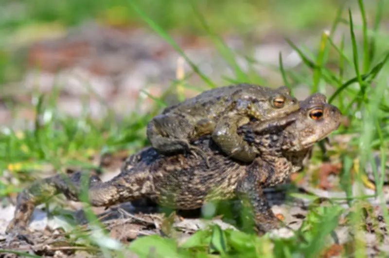 Krötenwanderung in Berlin beginnt: Autofahrer müssen jetzt besonders vorsichtig sein