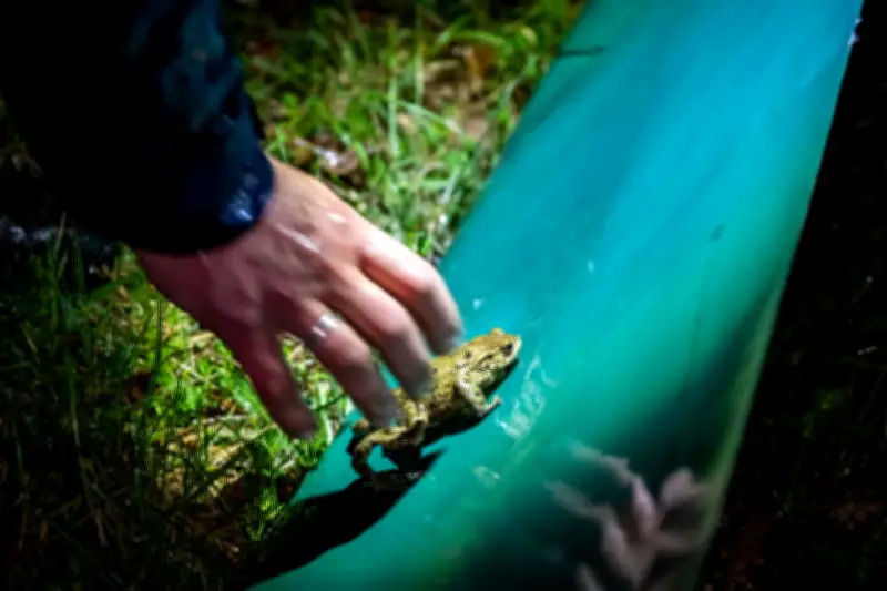 Krötenwanderung in Niedersachsen startet: Autofahrer müssen jetzt besonders vorsichtig sein