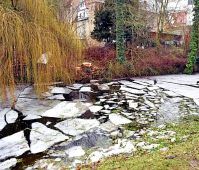 Köthener Schlosspark: Abgestorbener Baum aus Sicherheitsgründen gefällt