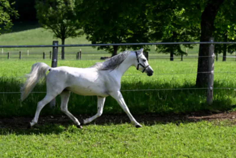 Kutschenunfall in Radebeul: Pferd geht durch und verursacht schwere Verletzungen