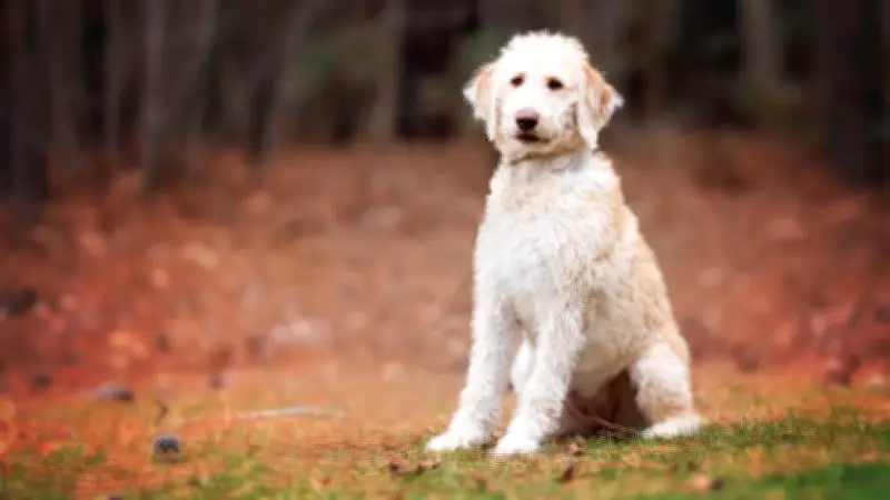 Labradoodle: Vom Blindenhund-Experiment zum beliebten Familienbegleiter