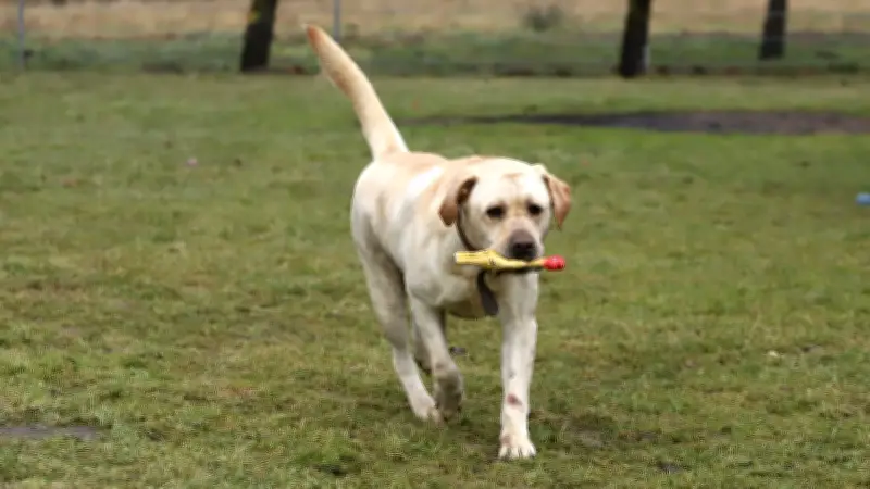 Labrador Strolchi weint im Tierheim: Trauriger Hund sucht liebevolles Zuhause