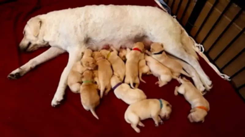 Labradorhündin Tilly bringt 12 Welpen zur Welt – Nachwuchs sorgt für Trubel