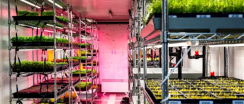 Landwirtschaft in der Stadt: Köstliches Grünzeug aus dem Überseecontainer