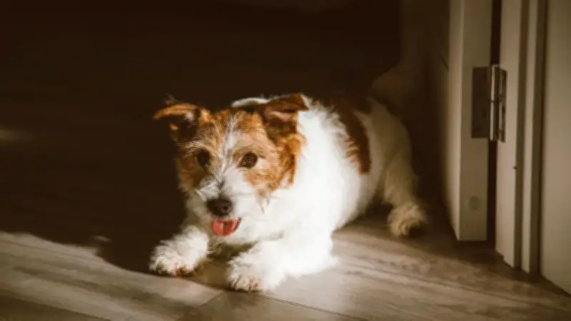 Laserpointer-Syndrom bei Hunden: Wie harmloses Spiel zu schweren Verhaltensstörungen führt