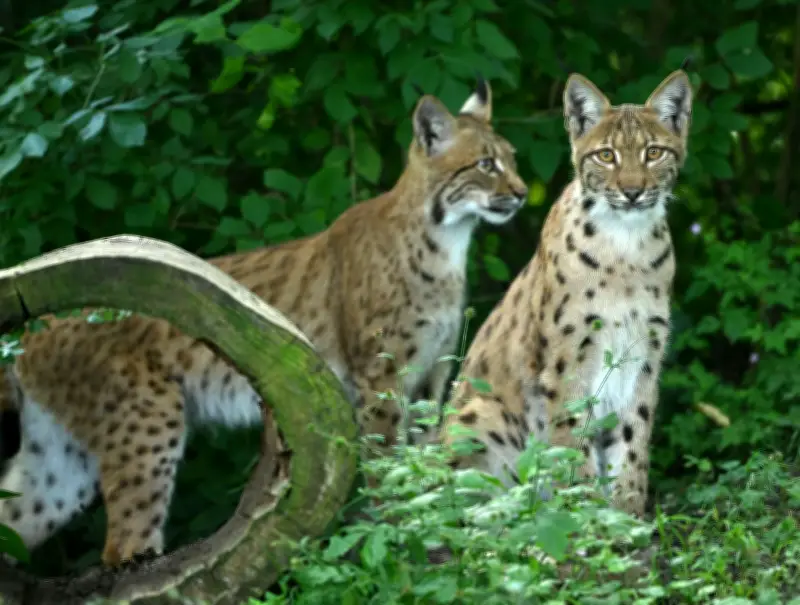 Liebestolle Luchse in Thüringen: Fotofallen dokumentieren Paarungszeit der bedrohten Wildkatzen