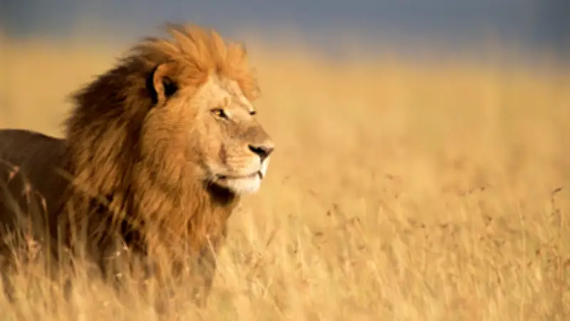 Löwenleben im Vergleich: Warum männliche Löwen kürzer leben als weibliche