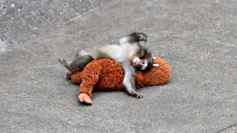 Makake-Affe Punch aus Japanischer Zoo erobert mit Kuschel-Videos die Herzen weltweit