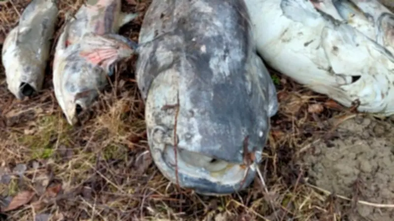Massensterben in Österreich: Hunderte Riesen-Fische tot im Schönauer Wasser entdeckt
