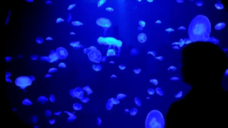 Mecklenburg-Vorpommern fördert außerschulisches Lernen: Mehr Geld für Klassenfahrten und Theaterbesuche