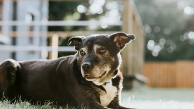 Mehr Ruhe, weniger Tempo: So gestalten Sie den Alltag für Ihren Hundesenior