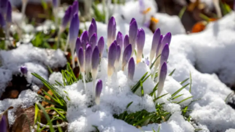 Meteorologen prophezeien: Letzte Winterwoche, dann Frühlingserwachen