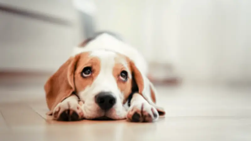 Millionenpleite: Beliebter Online-Hunde-Shop Wuff's Best ist insolvent